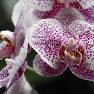 Only Orchids