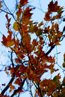 sky blue leaves