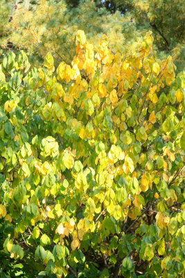 Autumn Yellows
