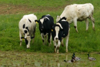 Herding in the Cattle