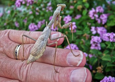 Handling A Mantis