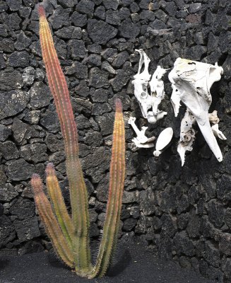Cactus and Bones, Lanzarote.JPG