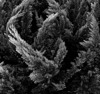 Conifers.jpg