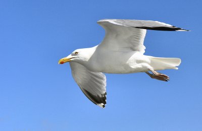 Gull 2.jpg