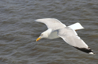 Gull 3.jpg