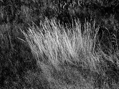 Moorland Grass.jpg