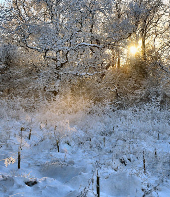 Sunlight and Snow.JPG