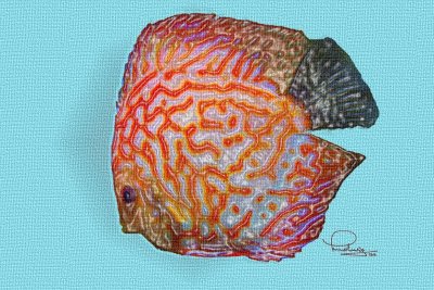 Manipulation of an Aquarium Fish