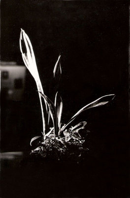 Plant (1955)