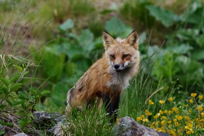 Newfoundland Fox