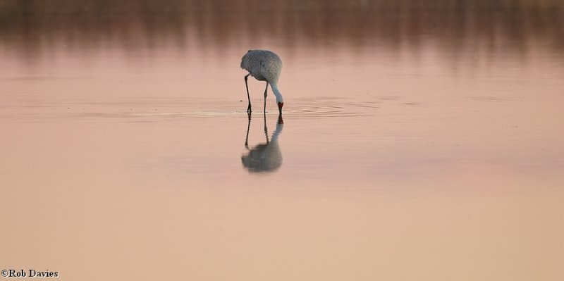 Sandhill Crane at sunset