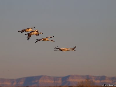 Sandhill Cranes at Bosque del Apache refuge