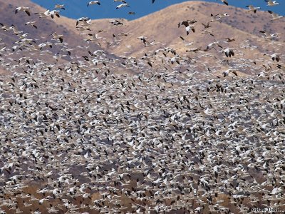 Snow Geese Flock