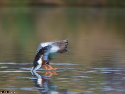 duck skidding in for a water landing