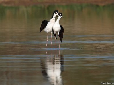 Black necked stilts, post breeding pose