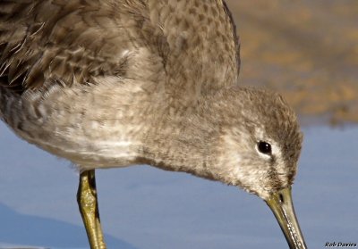 Dowitcher