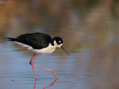 black necked stilt