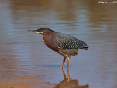 Green Heron