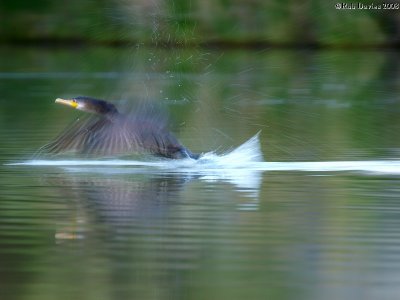 cormorant in motion