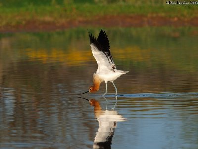 American Avocet wing stretch