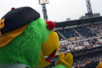Pittsburgh Pirates Parrot