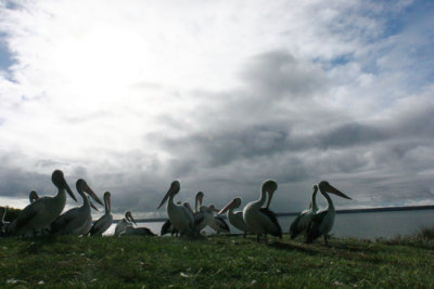 Pelicans gather fro breakfast, Kangaroo Island.jpg