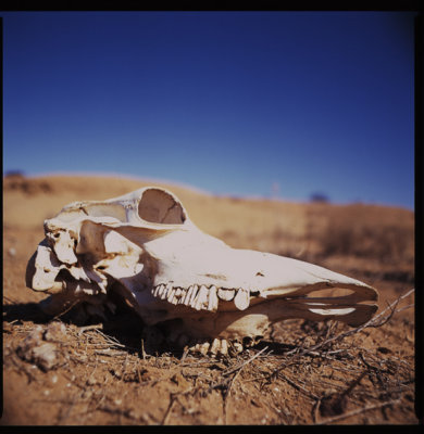 Skull, Deserts near Williams Creek.jpg