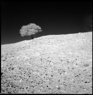 Surviving tree, somwhere near Williams Creek.jpg