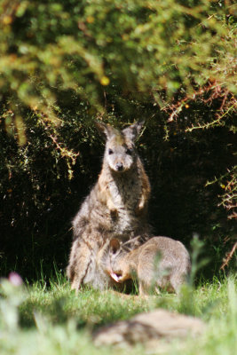 Wallaby, Kangaroo Island.jpg