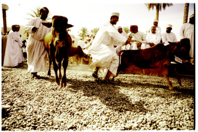 You Can Lead a Bull To Market, Oman 2008
