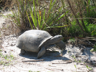 Gopher Tortoise - movin out