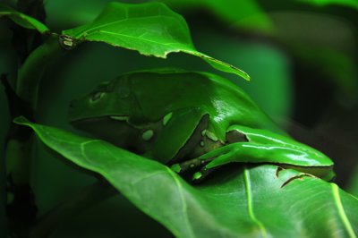 Green Frog