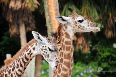 Giraffe