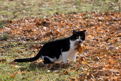 Clayton just got a few leaves with the mouse (stolen from Itchy Butt)..