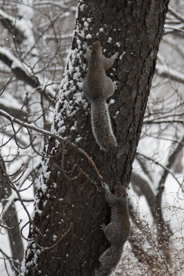 Squirrel fight!