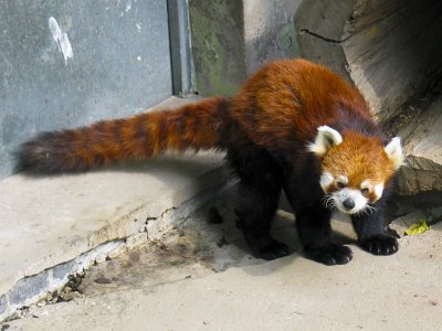 My first exposure to the red panda! Beijing Zoo.