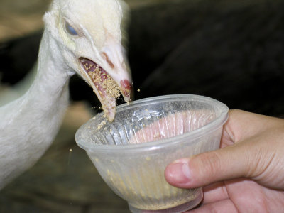 Albino peacock. Guilin.