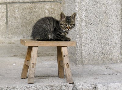 Sacred Kitty, Hua Shan.