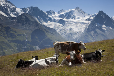 Cows in front of the mountains.