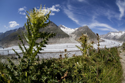 Thistles at the Aletsch.