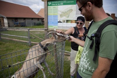 Steven playing with the goats.