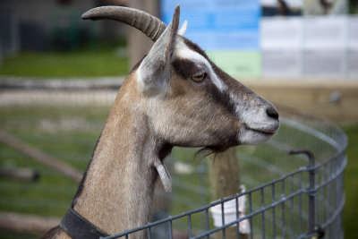 Evil goat.