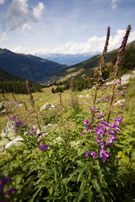 Flowers in front, our village of St Luc in the backg.