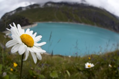 Flowers at Moiry Lake.