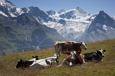 Cows on the Sorebois.