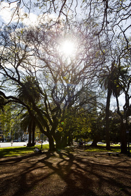 Trees in Buenos Aires.