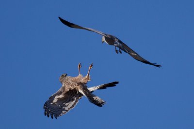 Mating/Fighting Harriers, El Calafate.