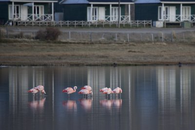 Flamingos in Laguna Nmez, El Calafate.