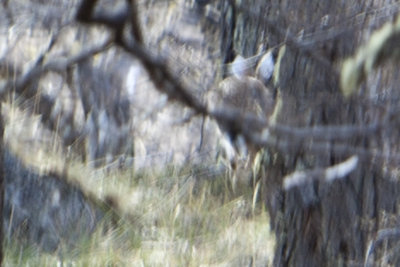 A Huemul, the endangered South Andean Deer. (camera was not set correctly, sigh)