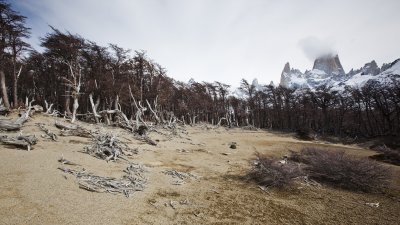 Fitz Roy and dead trees.